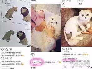 娱乐吃瓜酱虐猫博主小说