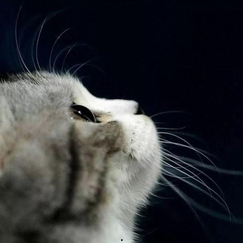 娱乐吃瓜酱不如猫